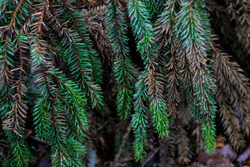 Naklejka na ściany i meble Pine tree texture background with green and brown needles in the forest.
