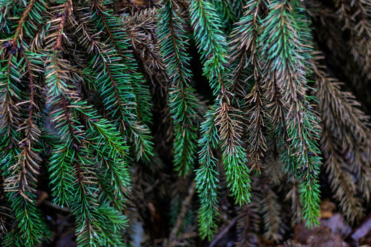 Pine tree texture background with green and brown needles in the forest.