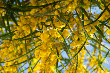 Blossoming of mimosa tree (Acacia pycnantha,  golden wattle) close up in spring, bright yellow flowers, coojong, golden wreath wattle, orange wattle, blue-leafed wattle, acacia saligna