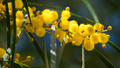 Blossoming of mimosa tree (Acacia pycnantha,  golden wattle) close up in spring, bright yellow flowers, coojong, golden wreath wattle, orange wattle, blue-leafed wattle, acacia saligna