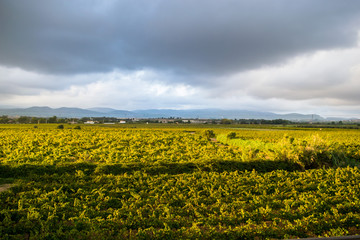 Beautiful lush green vineyard on a sunny summer day,  view from the top, Spain
