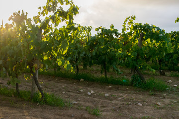 Fototapeta na wymiar Beautiful lush green vineyard on a sunny summer day, Spain 