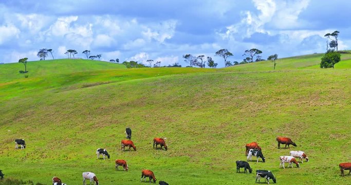 Idyllic grass farmland countryside landscape. Cows graze on meadow of green rolling hills of New Zealand farm