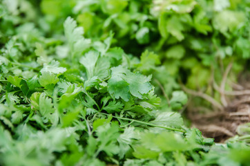 herbal ingredients of cuisine