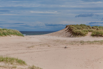 Fototapeta na wymiar a sandy beach with dunes and grass