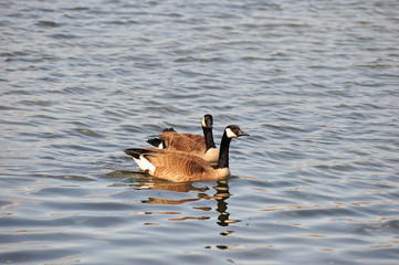 Obraz premium A pair of geese rest by floating along the Des Plaines River in Joliet, Illinois.