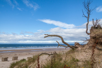 a dry tree in the foreground and sea and sky