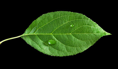  leaf