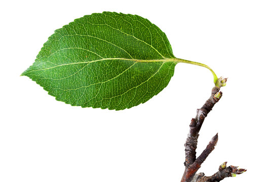 Fototapeta  leaf