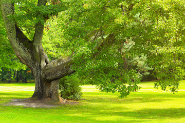 Tree with green saturated leaves