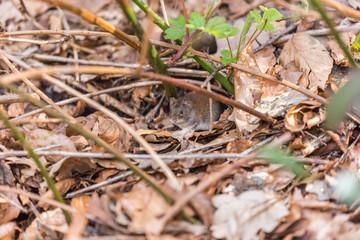 Cute mouse in its natural habitat a forest with green and brown leaves