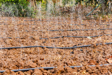 watering a plant with Pipe hole
