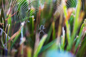 Cobweb with dew drops