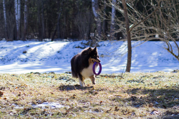 Smiling shetland sheep dog running with a rubber toy in its teeth