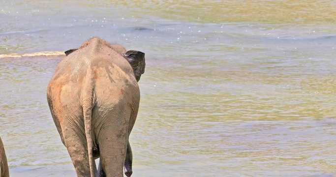 Funny Elephant bottom side with swinging tail. View from behind of asian elephant near river stream in Sri Lanka