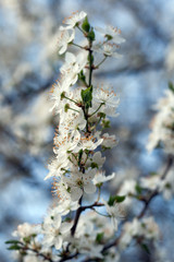 Plum tree with white Spring Blossoms over blurred nature background