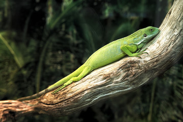 lizard on a tree