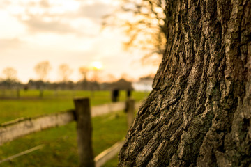 Baum am Rand einer Koppel im Sonnenuntergang