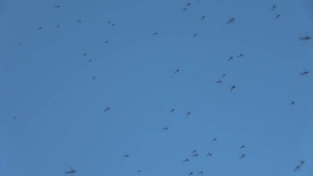 Footage of mosquitoes small midge-like flies that constitute family Culicidae Females of most species are ectoparasites whose tube-like mouthparts proboscis pierce the hosts skin to consume blood 4k