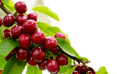 Cherries hanging on a cherry tree branch.