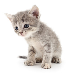 Obraz premium Small gray kitten.