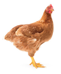 Brown hen isolated.