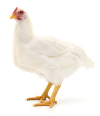 White hen isolated.