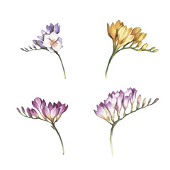 Set with flowers freesia. Hand draw watercolor illustration
