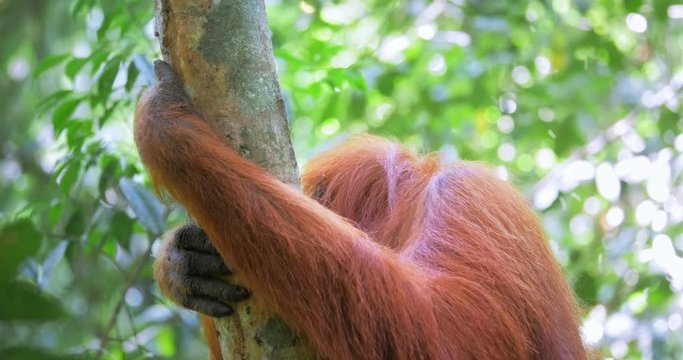 Orange hairy orangutan in wild nature of tropical jungle forest in Sumatra Indonesia. Gunung Leuser national park wildlife nature background