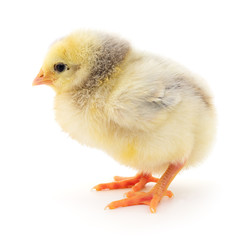 Small yellow chicken.