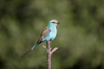 Abyssinian Roller, Coracias abyssinica