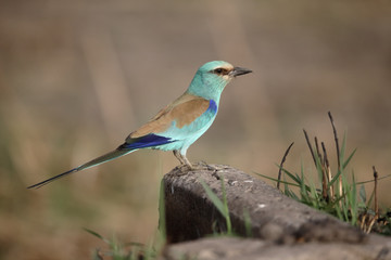 Abyssinian Roller, Coracias abyssinica