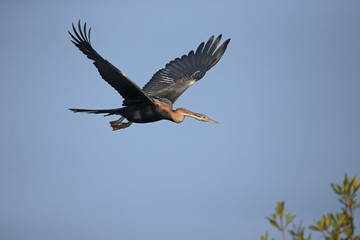 African darter, Anhinga rufa