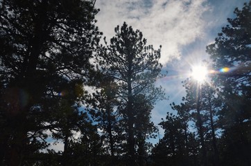 Light Through Trees