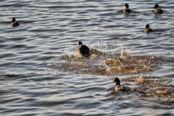 lago