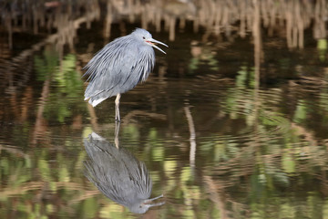 Black heron, Egretta ardesiaca