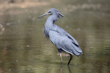 Black heron, Egretta ardesiaca