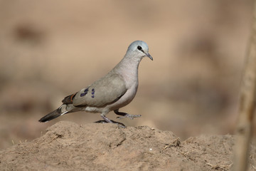 Black-billed wood-dove, Turtur abyssinicus