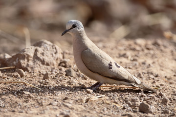 Black-billed wood-dove, Turtur abyssinicus