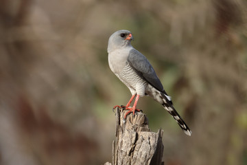 Gabor goshawk, Melierax gabar