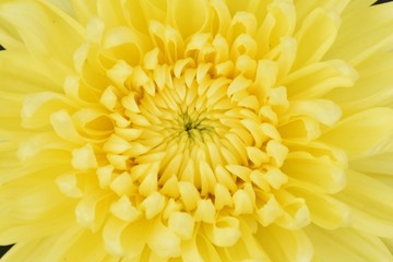 Close up yellow Chrysanthemum flowers in farm of Thailand