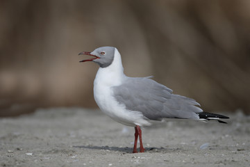 Grey-headed gull, Larus cirrocephalus
