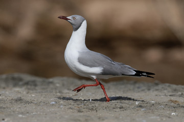 Fototapeta premium Grey-headed gull, Larus cirrocephalus