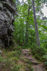 forest alongside Findhorn river with a rock