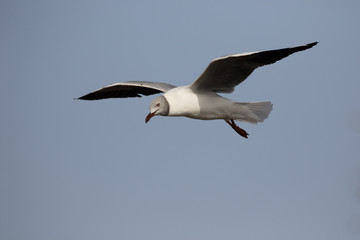 Fototapeta na wymiar Grey-headed gull, Larus cirrocephalus