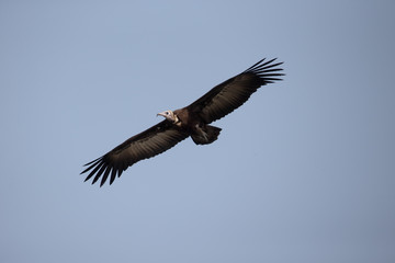 Hooded vulture, Necrosyrtes monachus