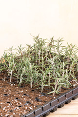 Propagating rosemary small plants in the plastic nursery box