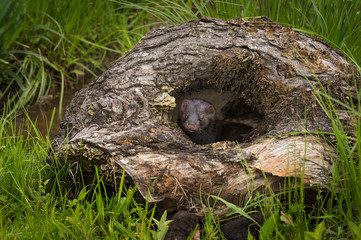 Adult American Mink (Neovison vison) Peers Out of Hole in Log