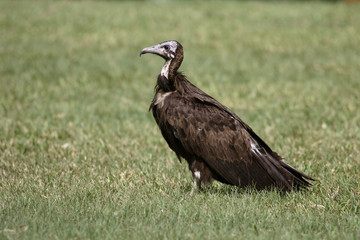 Hooded vulture, Necrosyrtes monachus