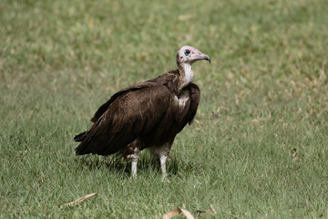 Hooded vulture, Necrosyrtes monachus